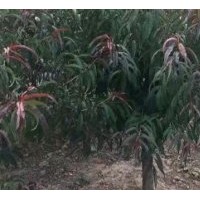 協(xié)燦苗木供應(yīng)羽毛楓櫻花桂花紅梅櫸樹無(wú)患子紅楓紅葉李二喬玉蘭