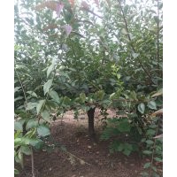 榆葉梅5-10公分