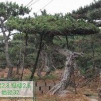 造型油松 、黑松供應(yīng)