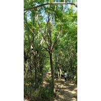 60畝藍花楹地苗
