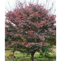 供應(yīng)叢生紫薇紅梅紅楓雞爪槭桂花丹桂金桂羽毛楓櫻花無(wú)患子欒樹(shù)香