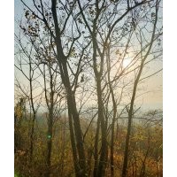 供應(yīng)叢生紫薇羽毛楓櫻花紅梅紅楓雞爪槭櫸樹(shù)丹桂金桂八月桂