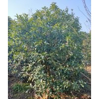 供應(yīng)丹桂金桂八月桂羽毛楓染井吉野櫻桃花紅梅紅楓