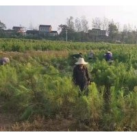 龍海濕地松苗供應(yīng)_邵武濕地松-隨州希望苗圃