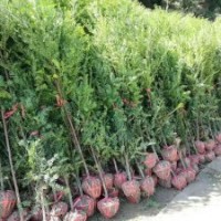 地徑2～3公分的紅豆杉100萬(wàn)株，價(jià)格非常便宜