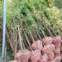 地徑4～6公分的紅豆杉，80萬株