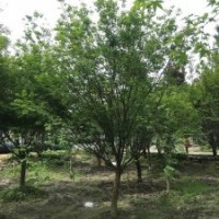 供應(yīng)四川成都雞爪槭 基地批發(fā)價格