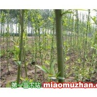 美國竹柳