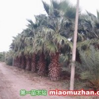 老人葵