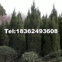 蜀檜