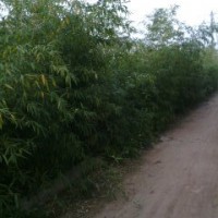 淡竹