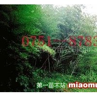 百萬毛竹苗