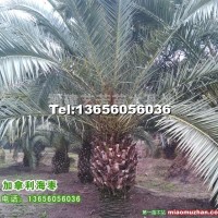 加拿利海棗