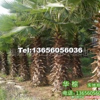華棕