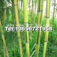 金鑲玉竹