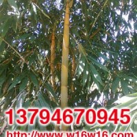 臺灣麻竹苗