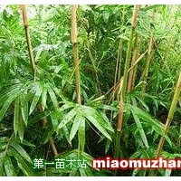 黃金竹