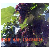公釀1號葡萄苗