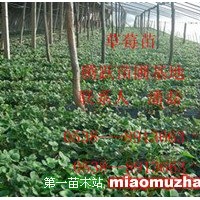 紅顏草莓苗