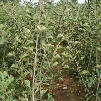 山楂苗