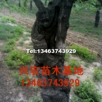 棗樹