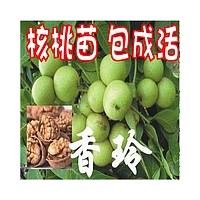 核桃苗