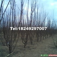 李子樹