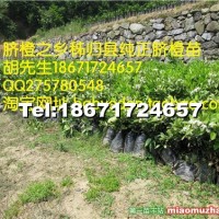 倫晚臍橙苗