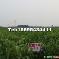 冠核一號(hào)核桃苗