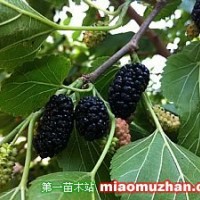 果桑苗