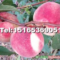 桃樹苗