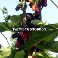 桑葚樹