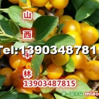 8號鈣果樹苗