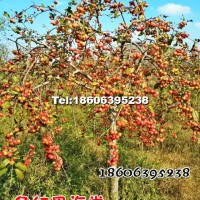 冬紅果