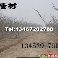山楂樹