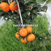 桔苗品種（明日見(jiàn)，阿思蜜）