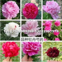 牡丹