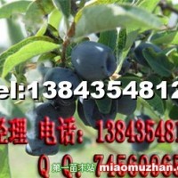藍靛果苗