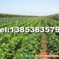 葡萄苗