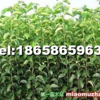 梨樹苗