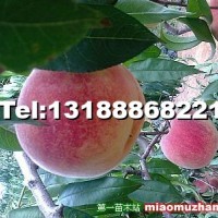 桃樹苗
