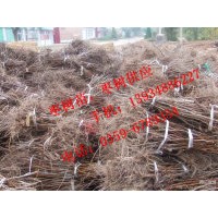 棗樹苗