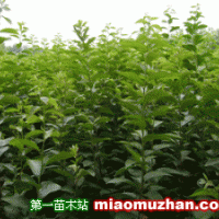 柿樹苗