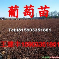 葡萄苗