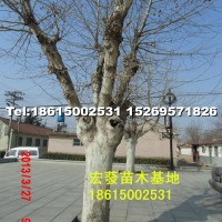 法桐