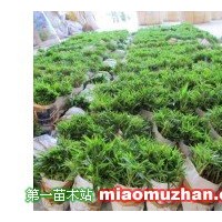 毛桃芽苗
