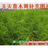 嫁接桃樹