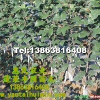 煙臺(tái)蘋果紅富士煙富