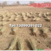沙棗苗