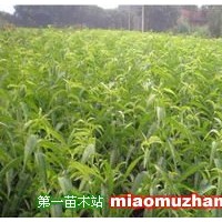 嫁接桃樹苗